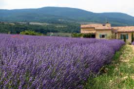 Wilder lavendel wächst im gesamten mittelmeergebiet, hat aber auch hierzulande längst die gärten erobert. Sault Lavendelblute In Der Provence Transglobal Pan Party