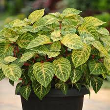 Image result for Iresine