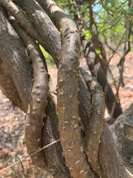 Image result for Tinospora fragosa