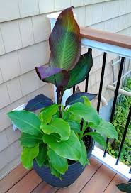It contains a full range of nutrients compare similar plant food & fertilizer. Earthpods Easy Indoor Plant Food Best Organic Fertilizer Spikes 100 Capsules All Purpose Great For Indoor House Plants Outdoor Potted Flower Gardens No Urea Ecofriendly 100 Earthpods All