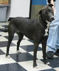 Black And White Greyhound Mix Super Urgent Tansy I M Baaaaaccck Lab Greyhound Like Mix A1006032 South L A Pitbull Mix Greyhound Pitbulls