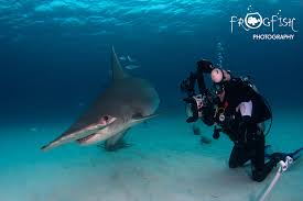 Photographing The Hammerhead Sharks Of Bimini Bahamas Watch Video