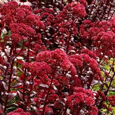 Sankthansurt, sedum telephium, er en af de nemmeste planter, jeg har i min have, for den vokser og blomstrer uden ret meget pasning.den trives både i krukker og på friland i staudebedet, og derfor er det let af finde en placering til sankthansurt i haven. Sankt Hans Urt Touchdown Teak Nyhed Fuglebjerggaard Netbutik Nordic Seed