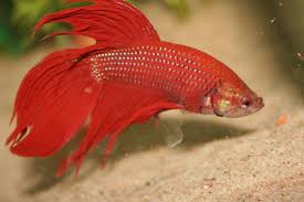 It allows them access to the surface and gives them plenty of places to hide and find some shade. Common Myths About Bettas Ratemyfishtank Com