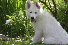 Arbres Arbustes Dangereux Educateur Canin Et Alimentation Chien
