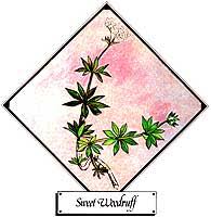 Maybe you would like to learn more about one of these? Sweet Woodruff In The Herb Garden Organic Gardening