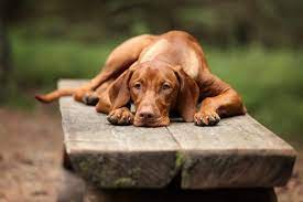 We breed vizslas for hunting and hunt testing in navhda and akc. 5 Things To Know About Vizsla Puppies Greenfield Puppies