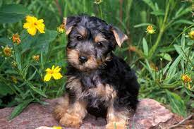Yorki poos come in a wide variety of colors, such as brown, silver, grey, and white. Australian Silky Terrier Info Puppies Mixes Temperament Pictures