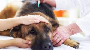 u nemeckoj ovcharki otkazyvayut zadnie lapy lechenie i ukreplenie slabyh konechnostej sobaki