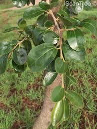 Image result for Dovyalis zeyheri