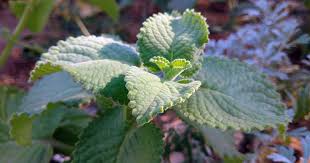 Did i do a big no. How To Grow And Care For Cuban Oregano Gardener S Path