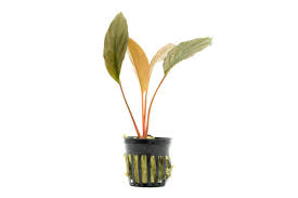 Image result for Lannea humilis