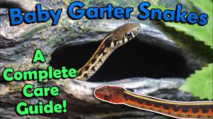 How To Care For Baby Garter Snakes Youtube