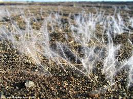 Image result for Stipagrostis uniplumis