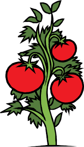 Tomato Plant Clip Art Free Vector Clipart Best Clipart Best Plant Cartoon Plant Drawing Cartoon Clip Art