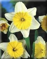 Erika facciolla 6 aprile 2019. Narciso Bulbi Bulbi Di Narciso