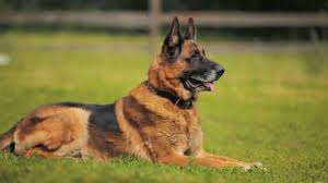 Check spelling or type a new query. 4k A German Shepherd Lies Stock Footage Video 100 Royalty Free 1052722601 Shutterstock