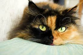 My male cat is 3 y.o and was neutered at 4 months old. Is It Always The Right Thing To Spay Or Neuter A Cat Catster