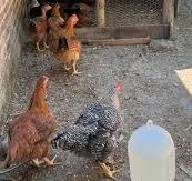 Despierta el interés por las gallinas de traspatio – PORTAVOZ