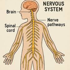 Image result for Paresthesia