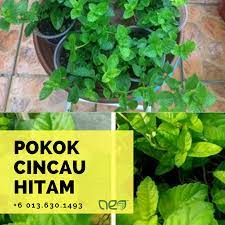 Ketahui perbizaan fizikal pokok #cincauhijau dan #cincauhitam dengan mudah. Cincau