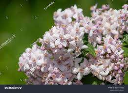 Image result for Deutzia x hybrida ′Mont Rose