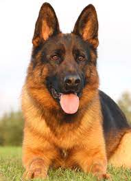 Check spelling or type a new query. Beautiful German Shepherd Puppies Images Pets Lovers