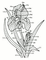 Thread Painting And Silk Shading Embroidery Techniques And Projects Needle Painting Or Thread Painting Hand Embroidery Kits Of Flowers Silk Shading Silk Embroidery Animals Fl Ribbon Embroidery Embroidery Embroidery Flowers