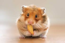 Instead, cats need to eat complete and balanced food every day. 14 Foods That Are Dangerous To Hamsters Hamsters 101
