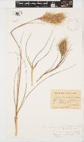 Image result for Pentameris