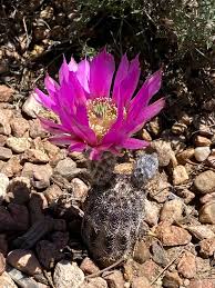 Image result for Phyllanthus caespitosus