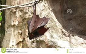 It is a species of megabat, endemic to the philippines. Huge Bat Giant Golden Crowned Flying Fox Stock Footage Video Of Endangered Flying 44011432