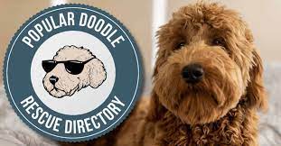 Check spelling or type a new query. Goldendoodle Rescue Directory Top 10 Legit Adoption Organizations