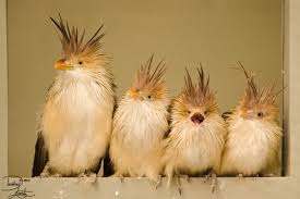 Yellow Bird With Spiky Hair Guira Cuckoos Love The Spiky Head Feathers Pet Birds Funny Birds Pretty Birds
