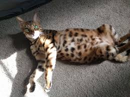 We'll take a look at some of those concerns and provide some helpful. Do Bengal Cats Shed A Lot Blindbengal