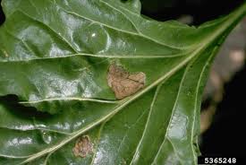 Image result for Pseudomonas syringae