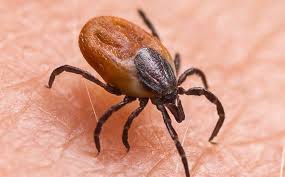 Lone star pest control is a local family owned and. Blog 5 Tick Prevention Tips Every Houston Resident Should Know