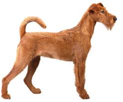 Irish Terrier Irish Terrier Photo Puzzle