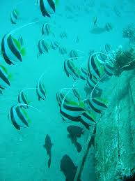 Buy schooling bannerfish 1 by cglight on videohive. Schooling Bannerfish Wikiwand