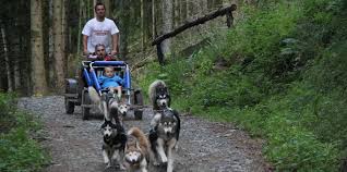 2h d'apprentissage autour du chien par un musher diplômé d'etat. Reve De Nord Chiens De Traineau Toute L Annee