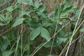 Image result for Arachis