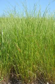 Image result for Festuca