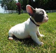 If you are looking to adopt or buy a frenchy take a look here! Home Czar S Frenchies Czar S Frenchies