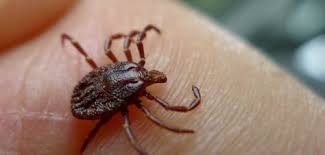 Morso Di Zecca Come Comportarsi E Cosa Non Fare Zecche Rimedi Naturali Salute