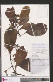 Image result for Psychotria djumaensis