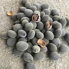 keranji nama botani dialium cochinchinense pierre pokok keranji ditanam atau tumbuh liar dalam keadaan separuh liar di kepulauan bo sarawak blueberry fruit
