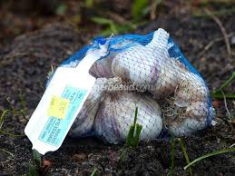 Résultat de recherche d'images pour "nouer l'ail"