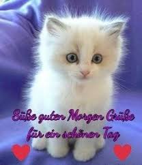 Pin Von Sabine Baumann Auf Alles Guten Morgen Gruss Schone Guten Morgen Spruche Guten Morgen Katze