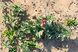 Image result for Harpagophytum procumbens