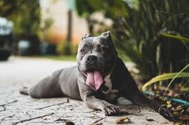 American Pitbull Terrier Black And White Pin On Desktop Wallpaper